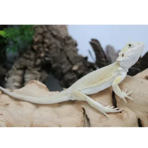 Hypo Witblits Bearded Dragon For Sale