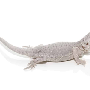 Hypo Zero Bearded Dragon For Sale