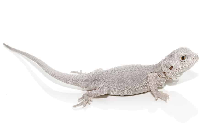 Hypo Zero Bearded Dragon For Sale