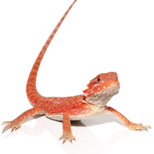 Inferno Bearded Dragon For Sale