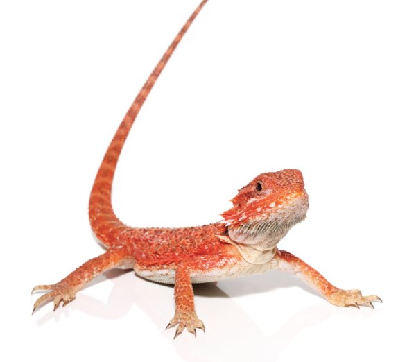 Inferno Bearded Dragon For Sale