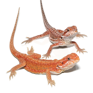 Inferno Dunner Bearded Dragon For Sale