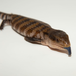 Irian Jaya Blue Tongue Skink For Sale