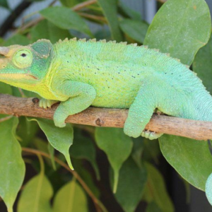 Jacksons Chameleon for Sale