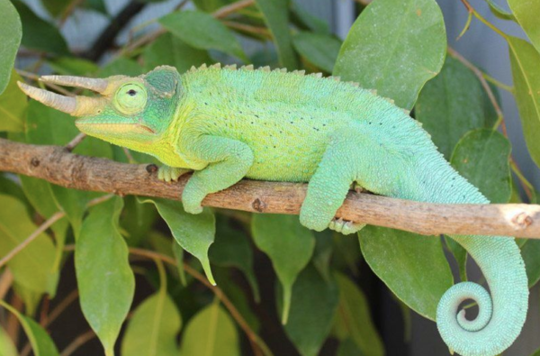 Jacksons Chameleon for Sale