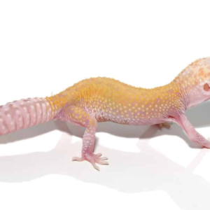 Raptor Leopard Gecko For Sale