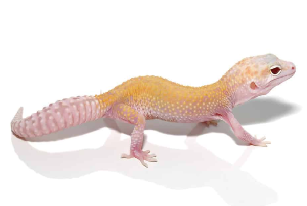 Raptor Leopard Gecko For Sale