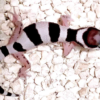 Leopard Gecko for Sale