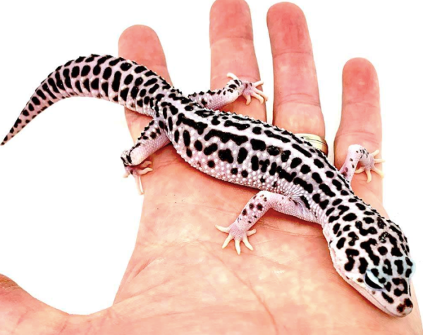 Leopard Gecko for Sale