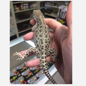 Leopard Lizard for Sale