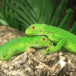 Lesser Antillean Iguana For Sale