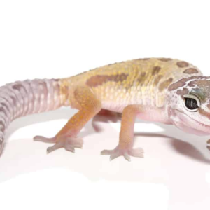 Leucistic Leopard Gecko for Sale