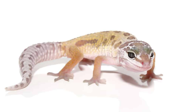 Leucistic Leopard Gecko for Sale