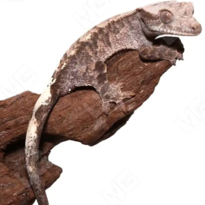 Cappuccino Crested Gecko For Sale