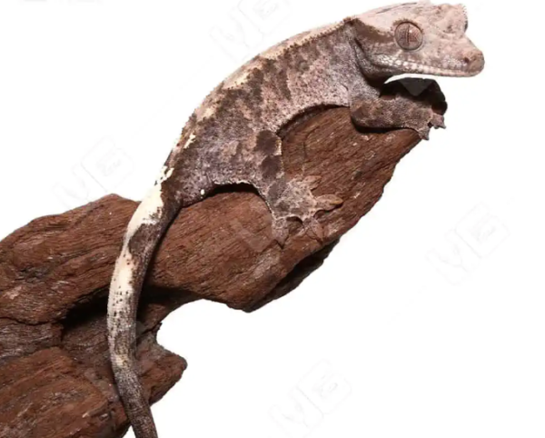 Cappuccino Crested Gecko For Sale