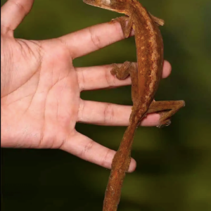 Lined Leaf Tail Gecko For Sale