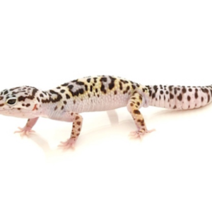 Mack Snow Leopard Gecko for Sale