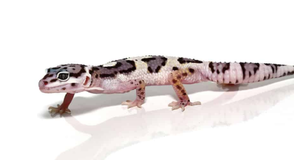 Mack Snow Leopard Gecko for Sale