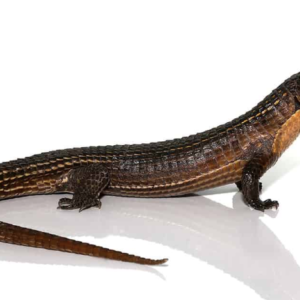 Major Plated Lizard For Sale