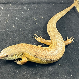 Major Skink Skink For Sale