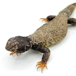 Mali Uromastyx for Sale