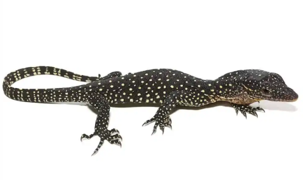 Solomon Island Mangrove Monitor For Sale