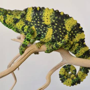 Meller's Chameleon for Sale