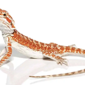 Molten Lava Bearded Dragon For Sale