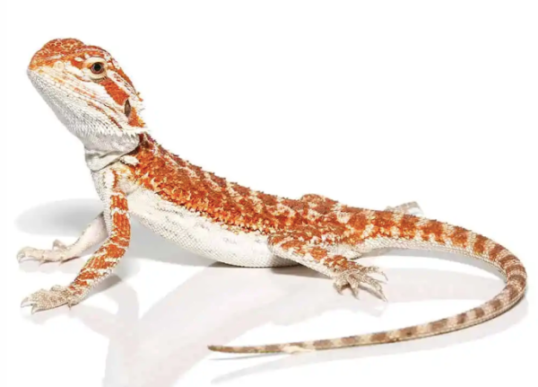 Molten Lava Bearded Dragon For Sale