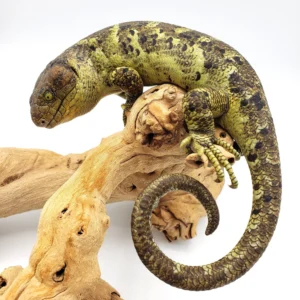 Monkey Tail Skink For Sale