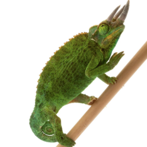 Mount Meru Jacksons Chameleon for Sale