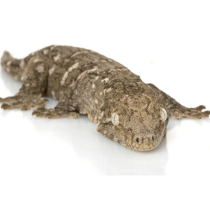 New Caledonian Gecko for Sale