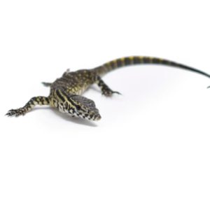 Nile Monitor for Sale