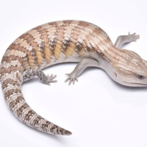 Northern Blue Tongue Skink For Sale