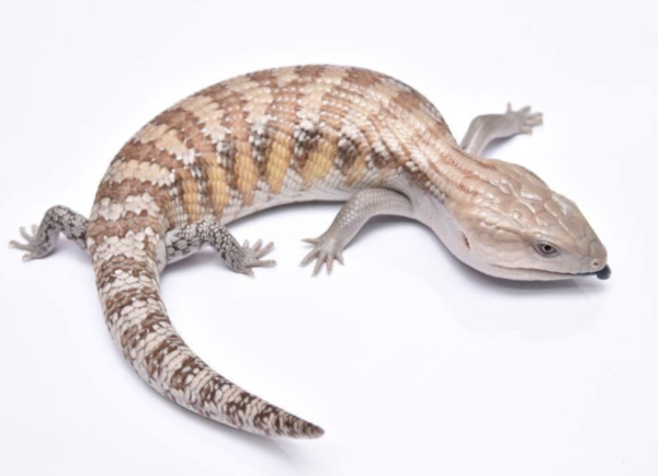 Northern Blue Tongue Skink For Sale