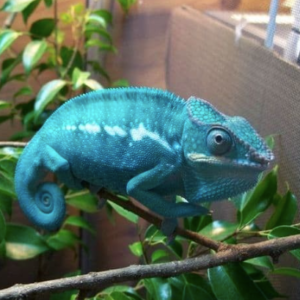 Nosy Be Panther Chameleon For Sale