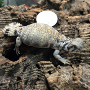 Omani Uromastyx for Sale