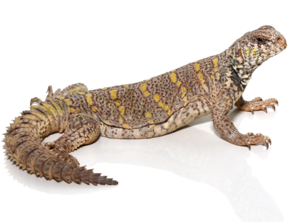 Ornate Uromastyx for Sale