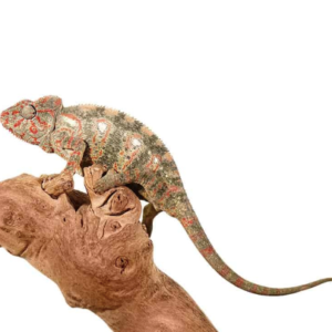 Oustalet’s Chameleon for Sale