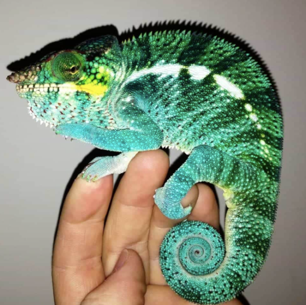 Panther Chameleon for Sale