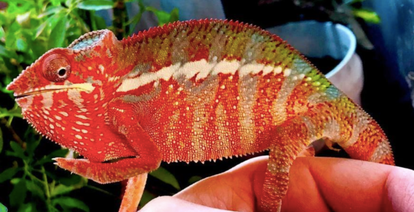 Panther Chameleon for Sale