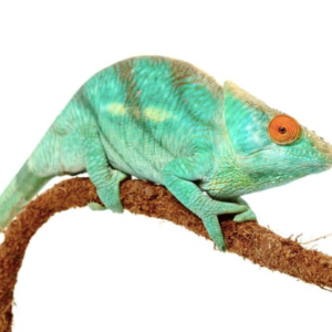 Parson's Chameleon for Sale