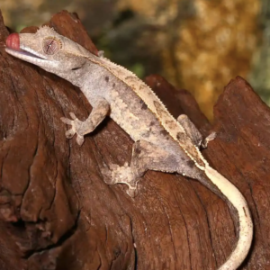 Partial Pinstripe Crested Gecko For Sale