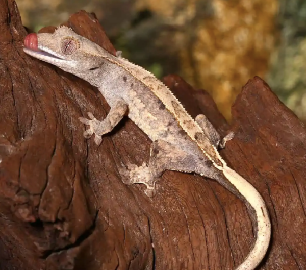 Partial Pinstripe Crested Gecko For Sale