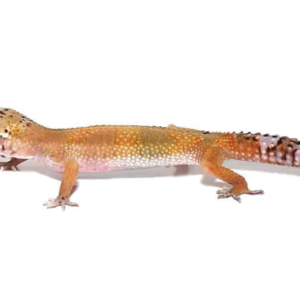 Patternless Leopard Gecko For Sale