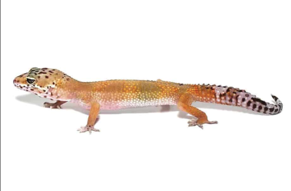 Patternless Leopard Gecko For Sale