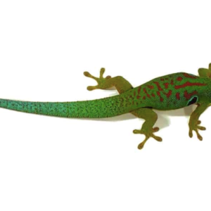 Peacock Day Gecko for Sale