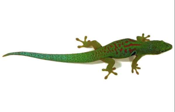 Peacock Day Gecko for Sale