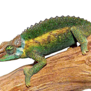 Rainbow Jackson’s Chameleon For Sale