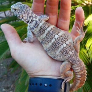 Rainbow Uromastyx for Sale